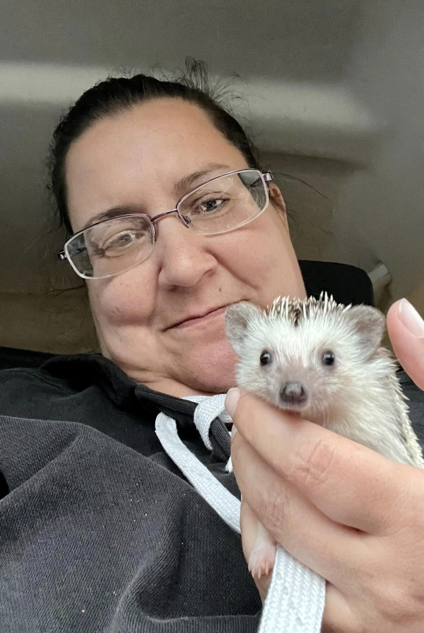 hedgehog, pocket pets